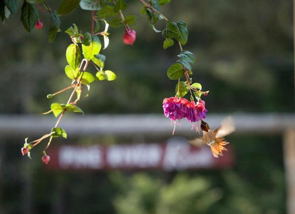 Pine River Ranch B&B Lake Wenatchee 外观 照片